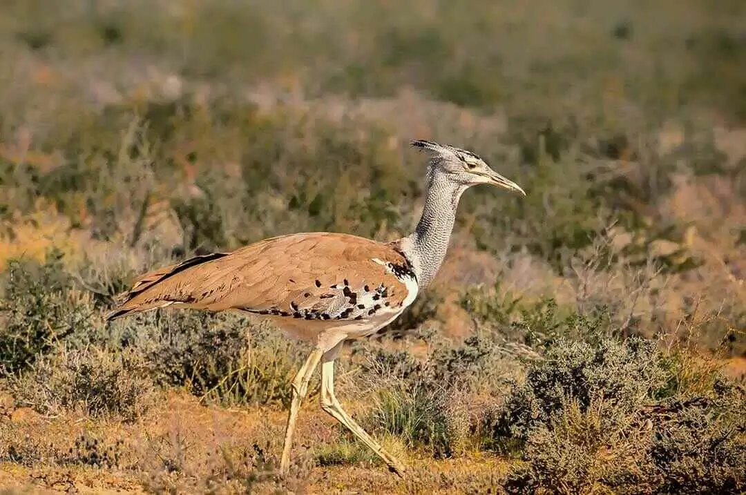 Kori Bustard